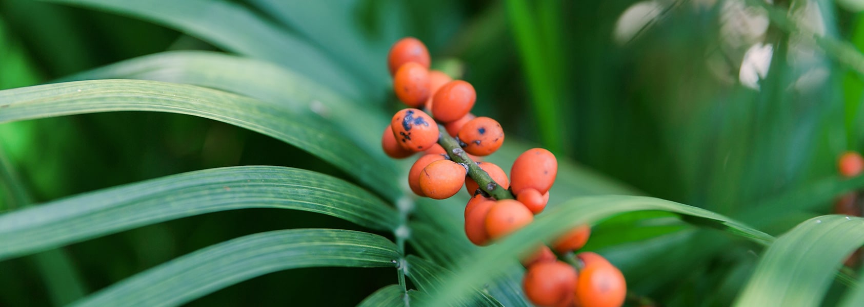 Comune di Ronco Sopra Ascona