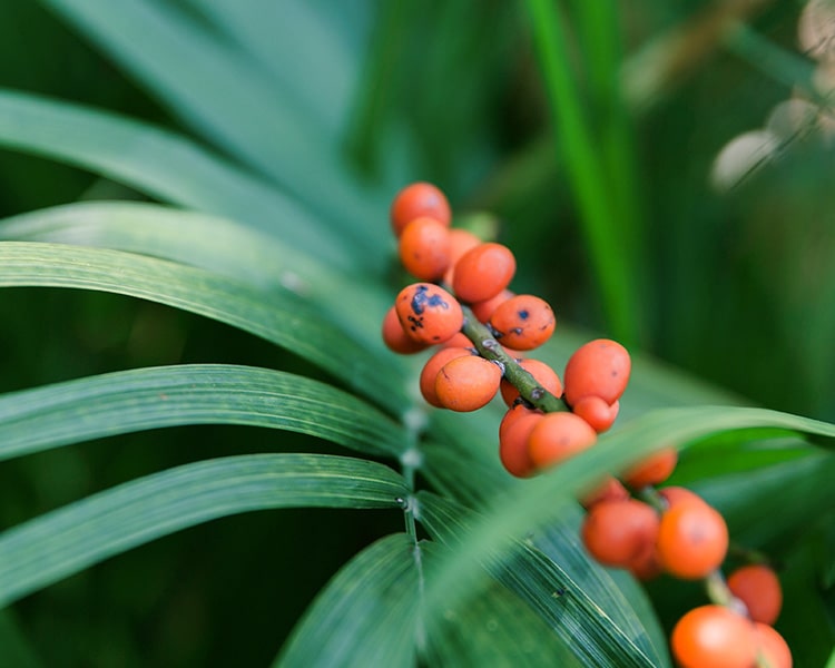 Comune di Ronco Sopra Ascona